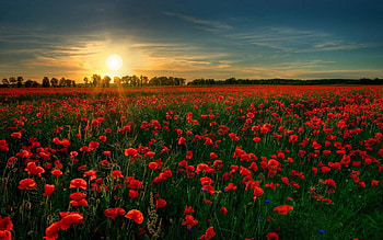 For Android Mobile Gallery 1920Ã1200 Top HD wallpaper